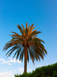 The green palm tree on blue sky background