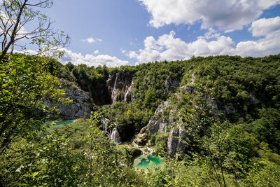 Scenic view of forest against sky