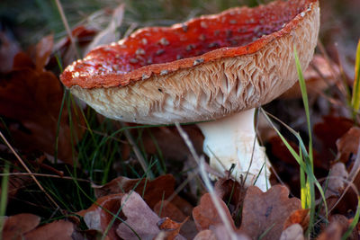 Close-up of mushroom growing on field