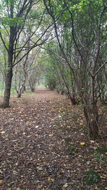 Trees in forest during autumn