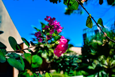 Low angle view of pink flowers blooming on tree