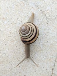 Close-up of snail
