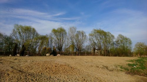 Panoramic shot of trees on field against sky