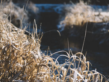 Close-up of wheat plants