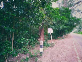 Rear view of arrow sign on footpath amidst trees in forest