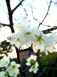 Close-up of white apple blossoms in spring