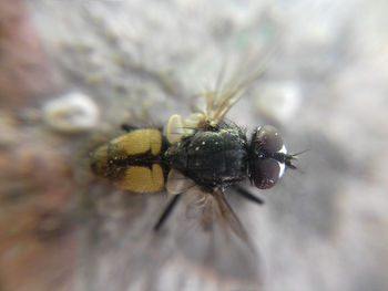 Close-up of bee pollinating flower