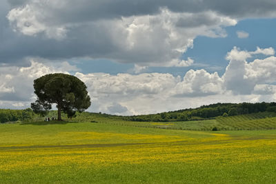 Scenic view of field against sky