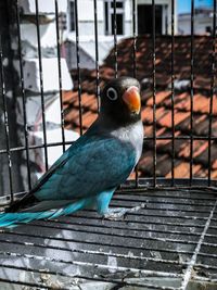 Close-up of parrot in cage