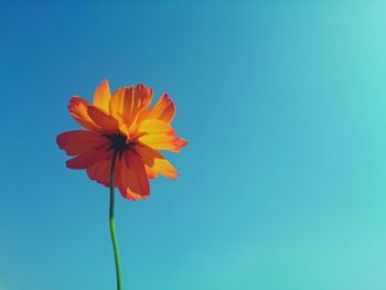 Close-up of flowers blooming against blue sky