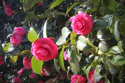 Close-up of red roses blooming outdoors