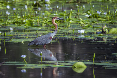 View of birds in lake