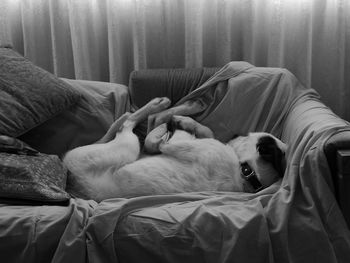 View of a dog sleeping on bed at home