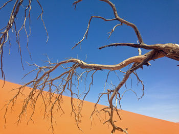 Low angle view of bare trees against blue sky