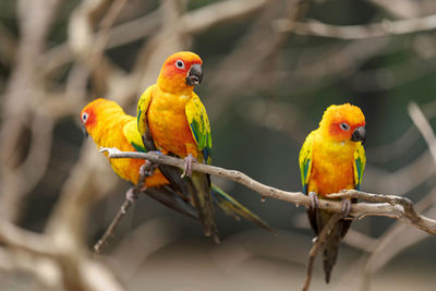 Close-up of parrot perching on branch