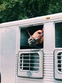 Close-up of horse in trailer