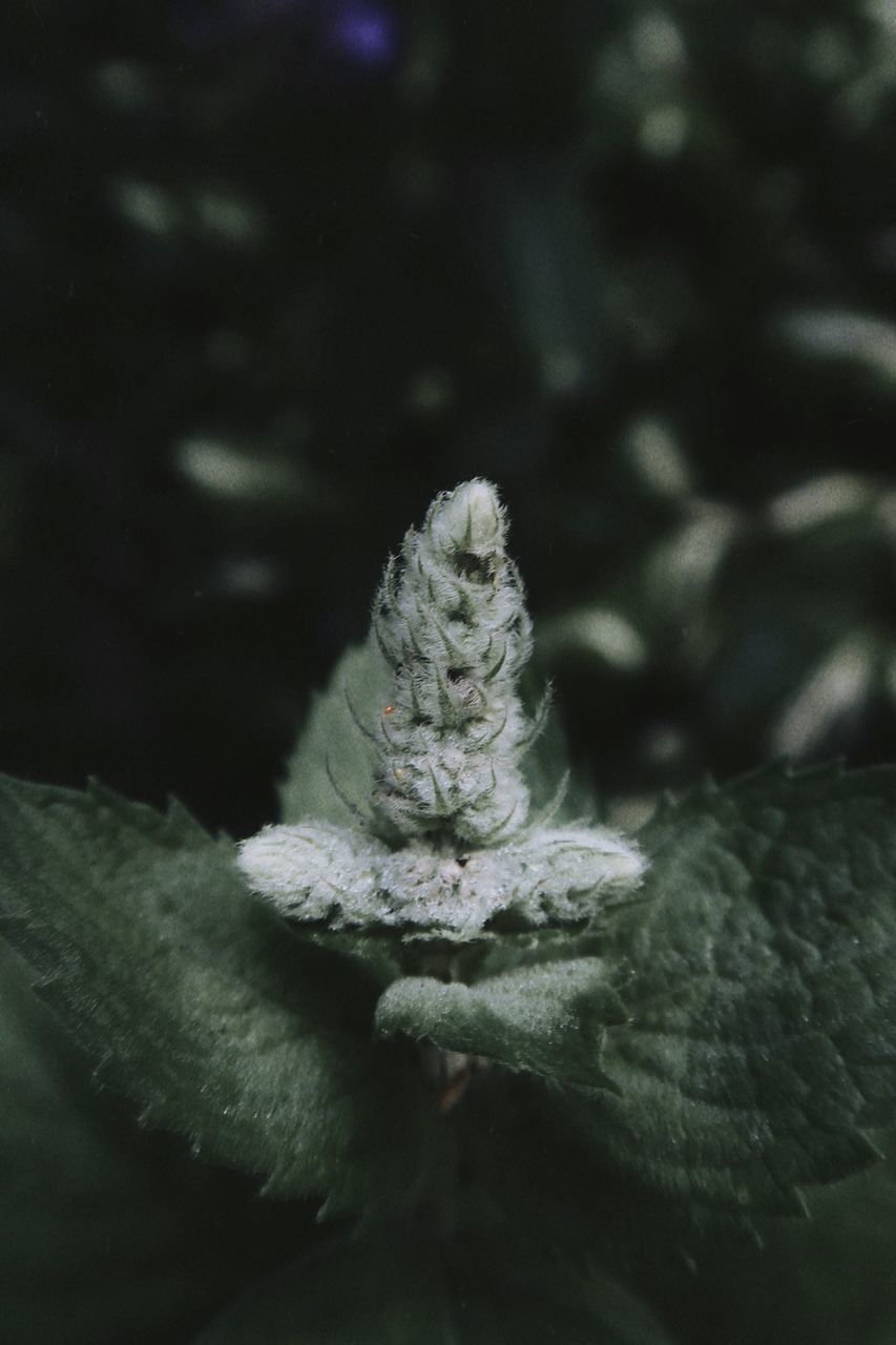 CLOSE-UP OF FROZEN PLANT