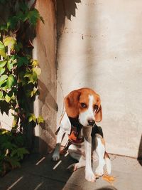 Portrait of a dog looking away