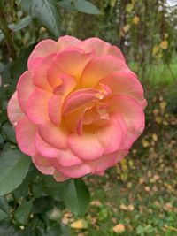 Close-up of pink rose flower