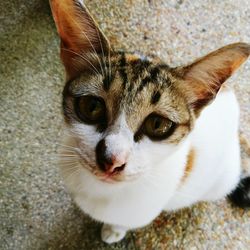 Close-up portrait of cat