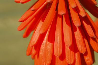 Close-up of orange flower
