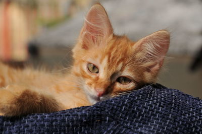 Close-up portrait of ginger kitten relaxing on bed