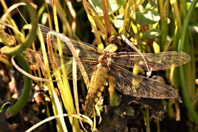 Close-up of dragonfly on plant