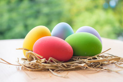 Close-up of eggs in nest