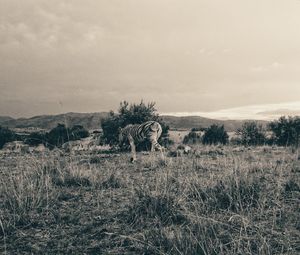 Scenic view of farm against sky