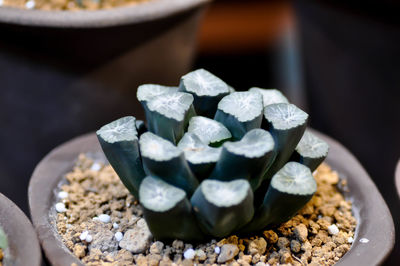 Close-up of chocolate cake on pebbles