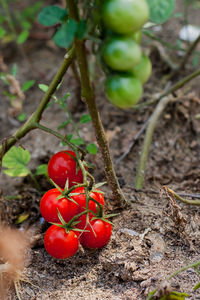 Close-up of cherries on field