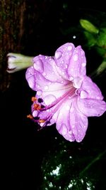 Close-up of raindrops on pink flower