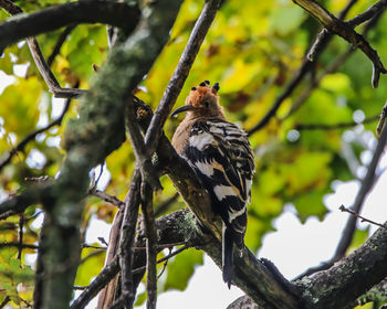 Low angle view of bird perching on branch