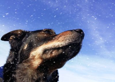 Close-up of dog during snowy weather against sky