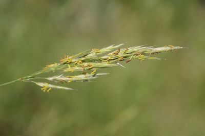 Close-up of plant