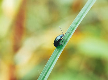 Close-up of insect