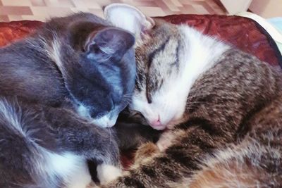 Close-up of cat sleeping
