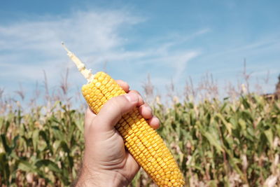 Person holding corn on field