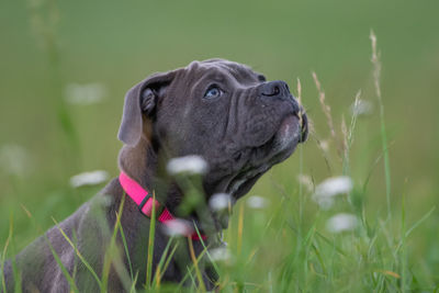 Close-up of a dog looking away