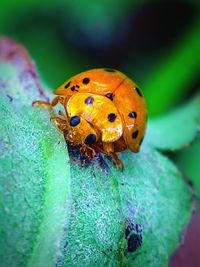 Close-up of ladybug on leaf