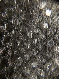 Full frame shot of frozen plants