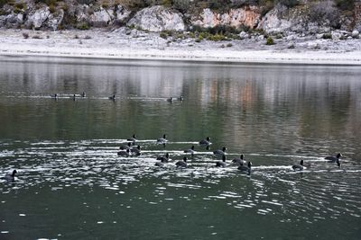 Ducks swimming in lake