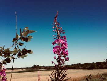 Pink flowering plants on field against clear blue sky