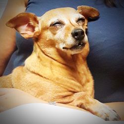 Close-up of dog looking away while sitting on floor