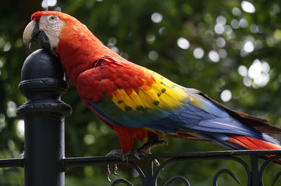 Close-up of parrot