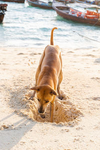 Dog on beach