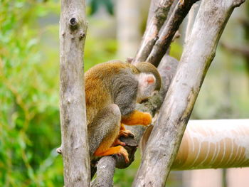 Close-up of monkey on tree