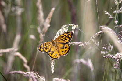 Butterfly on plant