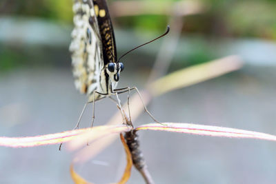 Butterfly stick on the branch in the garden.