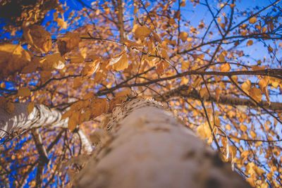 Low angle view of tree against sky